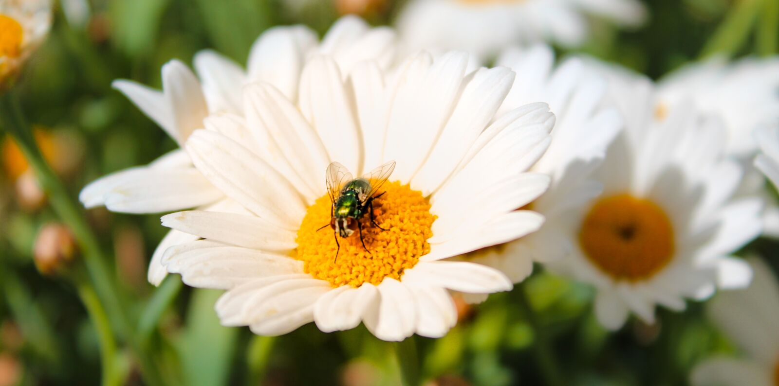 Canon EOS 1300D (EOS Rebel T6 / EOS Kiss X80) sample photo. Marguerite, fly, white photography