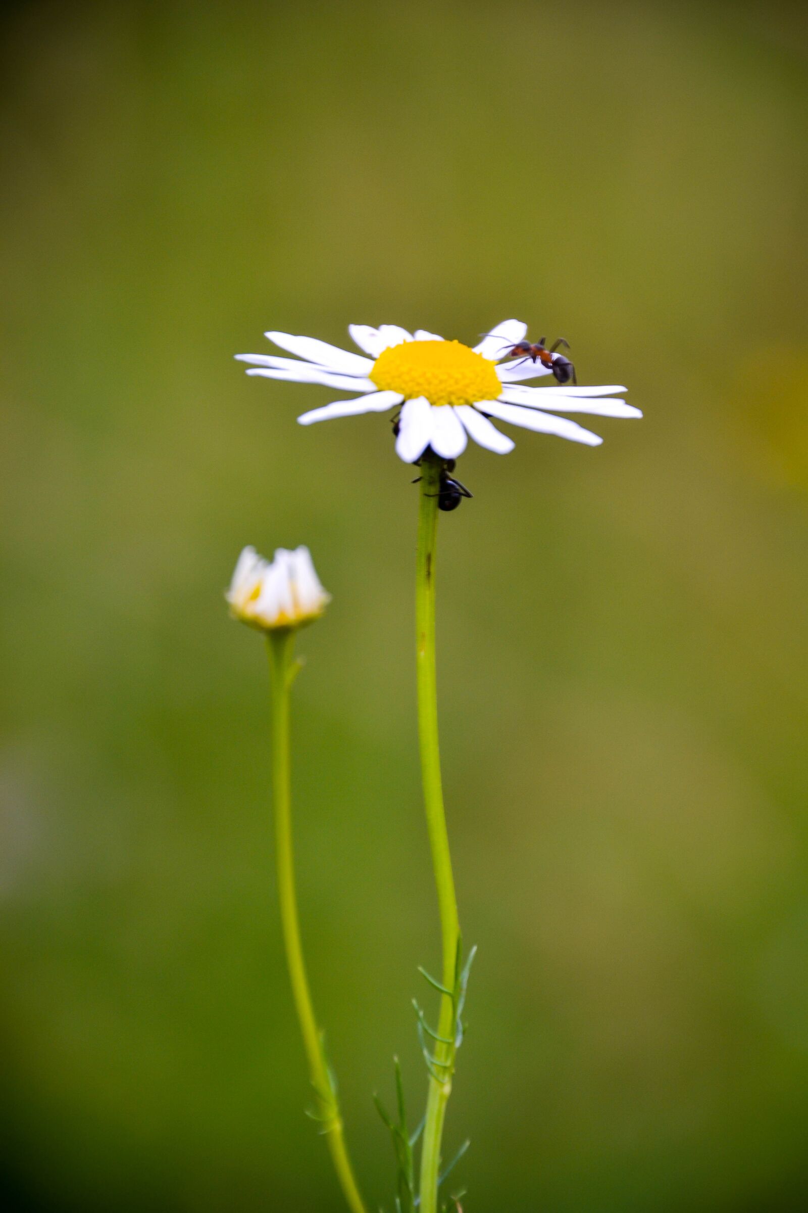 Nikon D3100 sample photo. Daisy, flower, yellow photography