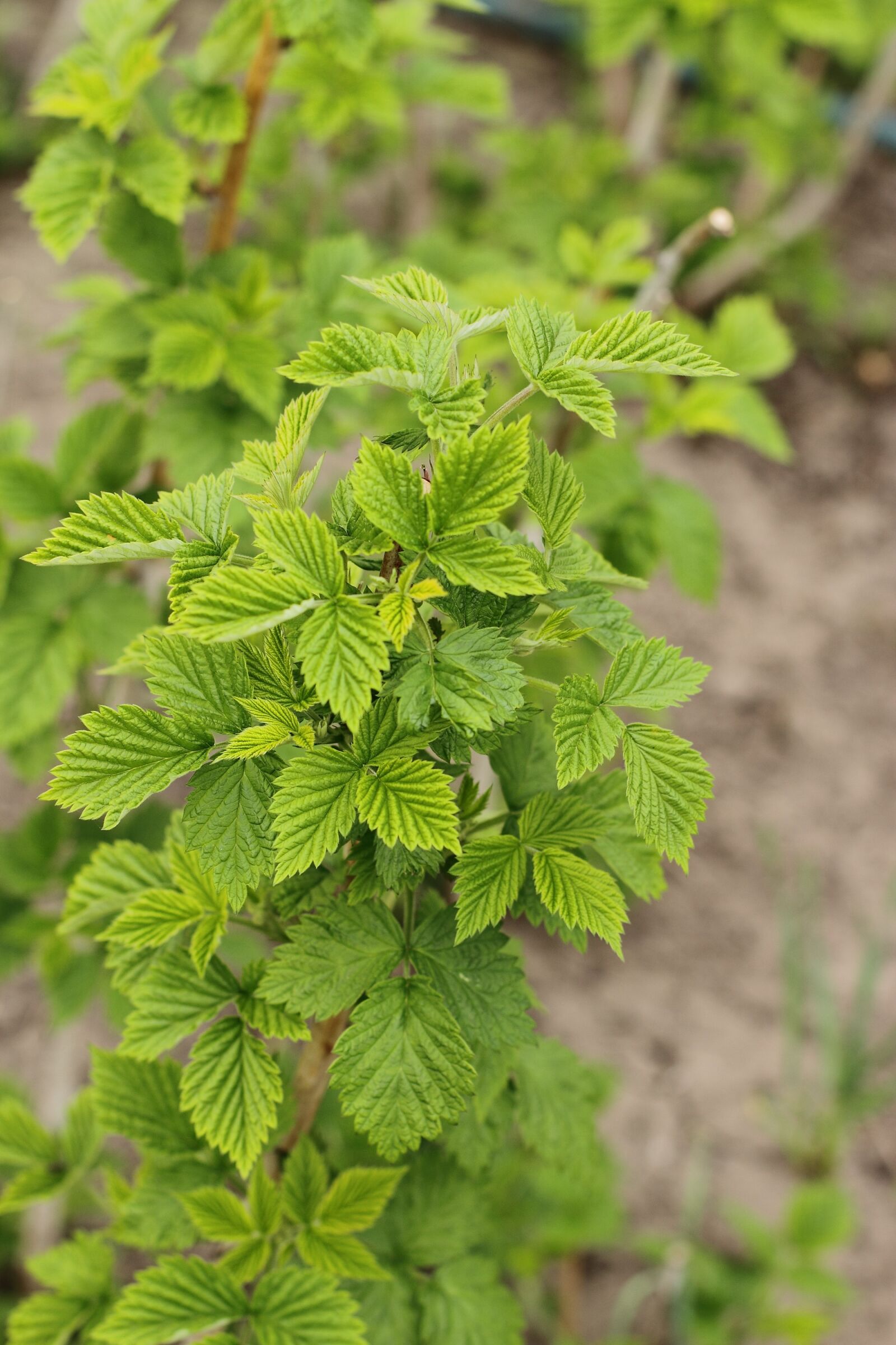 Canon EOS 7D + Canon EF 50mm F1.4 USM sample photo. Leaf, green, nature photography