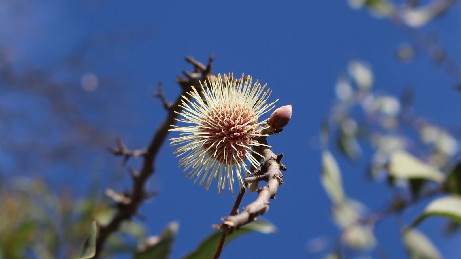Canon EOS 700D (EOS Rebel T5i / EOS Kiss X7i) sample photo. Pin-cushion hakea, flower, spherical photography