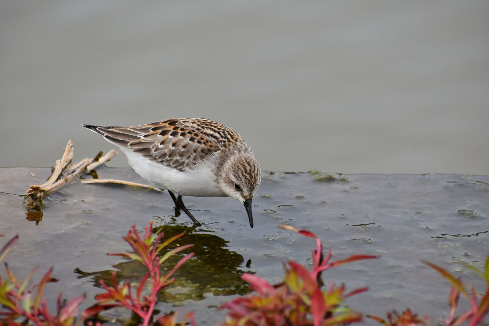Nikon D7200 sample photo. Animal, river, waterside photography