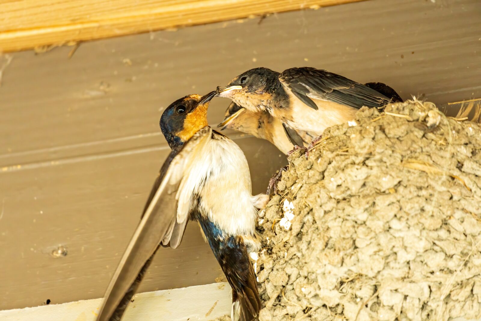 Sony E 70-350mm F4.5-6.3 G OSS sample photo. Barn swallow, swallow nest photography