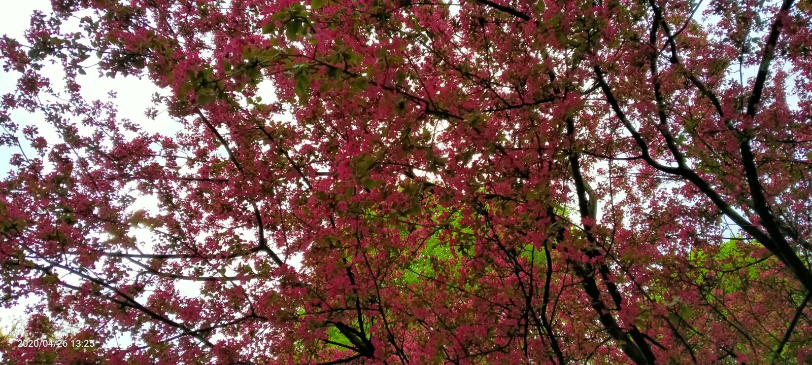 OPPO A5 2020 sample photo. Pink, apple, tree photography