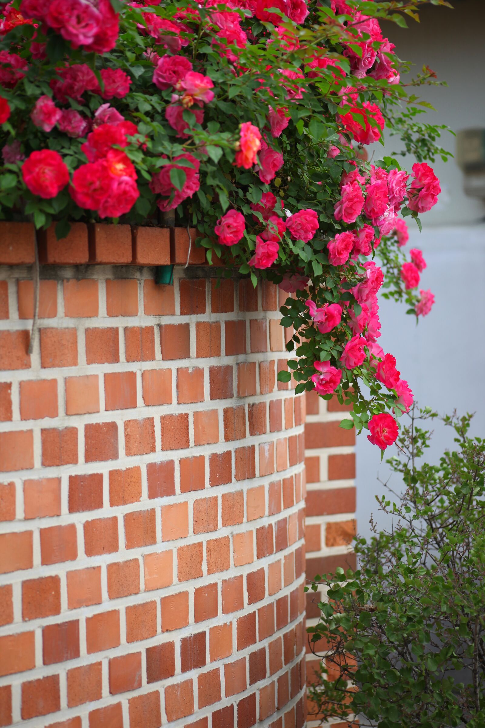 Canon EOS 5D Mark II sample photo. Flowers, brick, plants photography