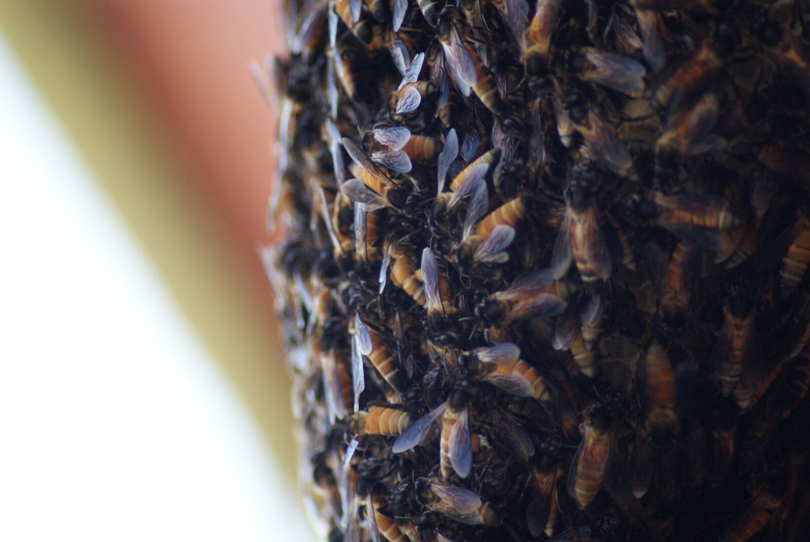 Sony Alpha DSLR-A200 sample photo. Honey bee, beehive, macro photography