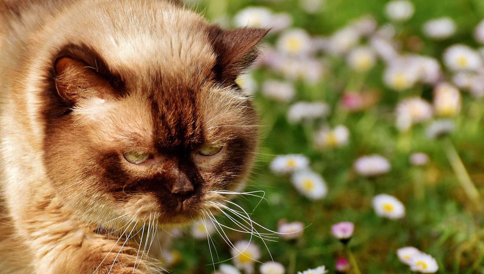 Nikon D7200 sample photo. British shorthair, cat, mieze photography