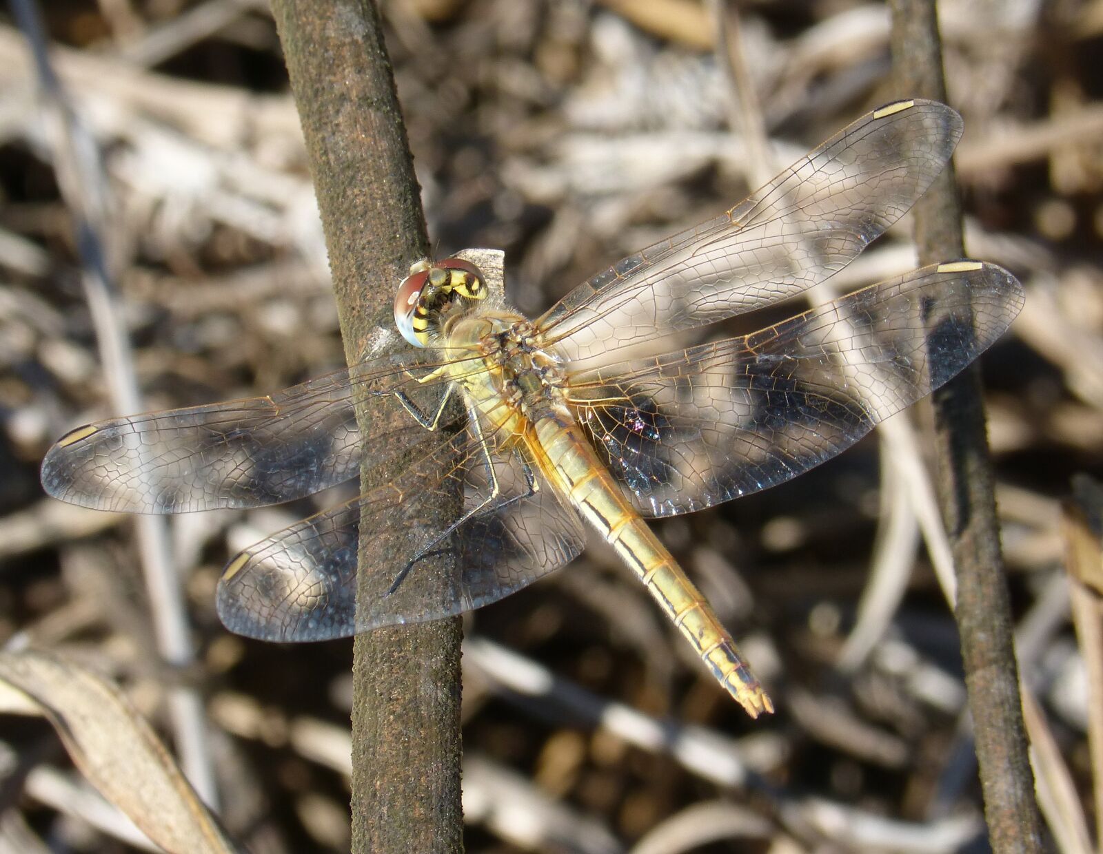 Panasonic DMC-FZ62 sample photo. Dragonfly, yellow dragonfly, winged photography