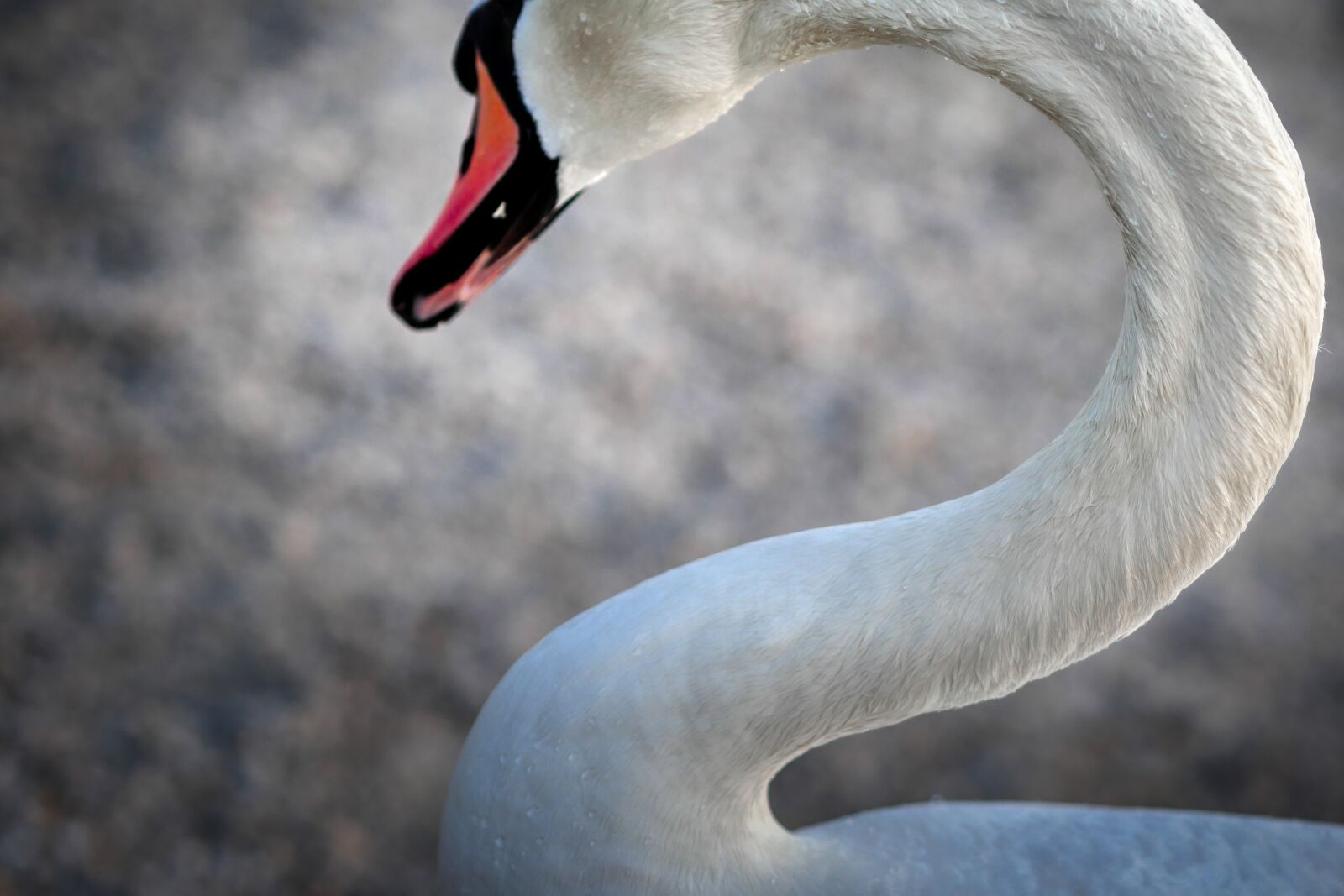 Panasonic Lumix DMC-GX8 sample photo. Swan, neck, bird photography