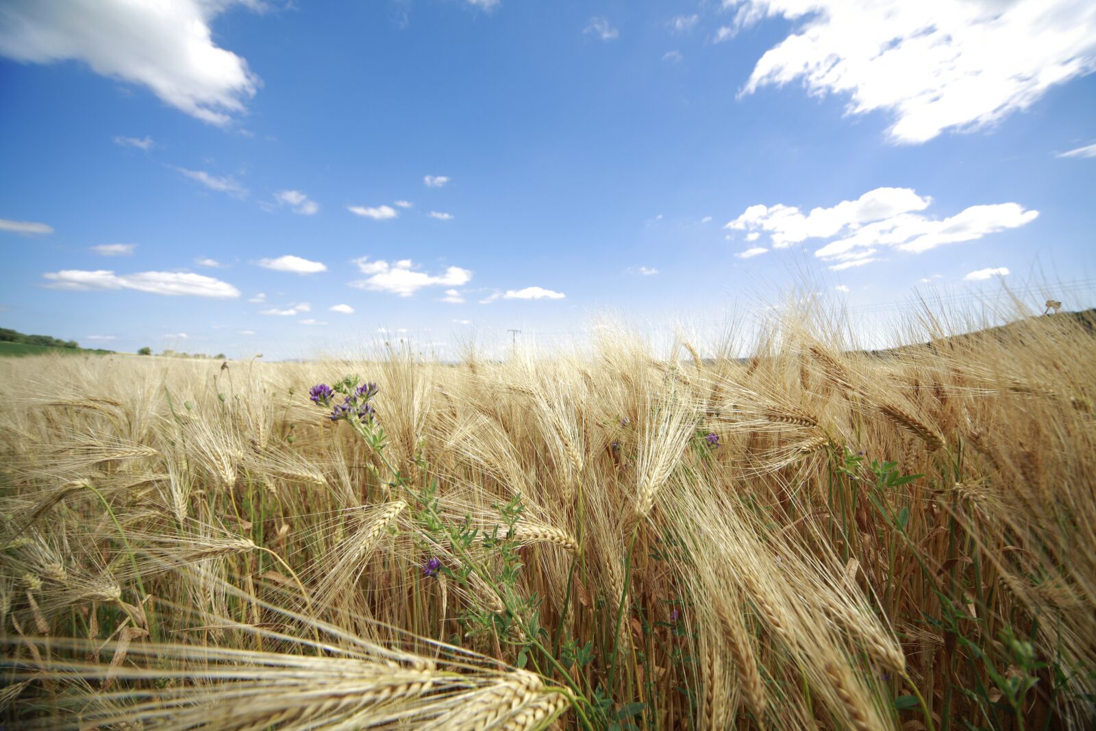 Canon EOS 5D Mark II sample photo. Cornfield, nature, summer photography