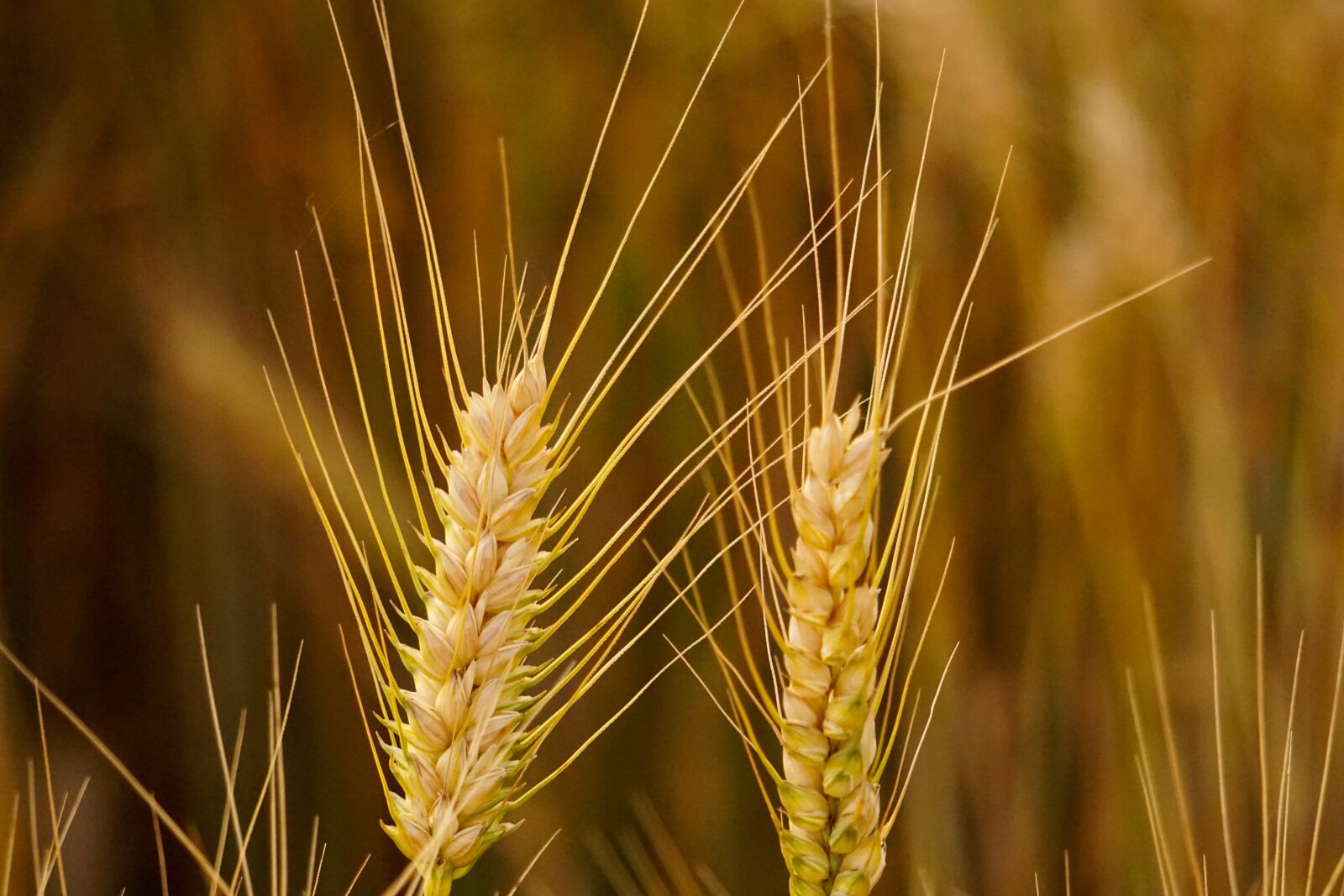 Sony a5100 + Sony E 55-210mm F4.5-6.3 OSS sample photo. Grain, cornfield, wheat photography