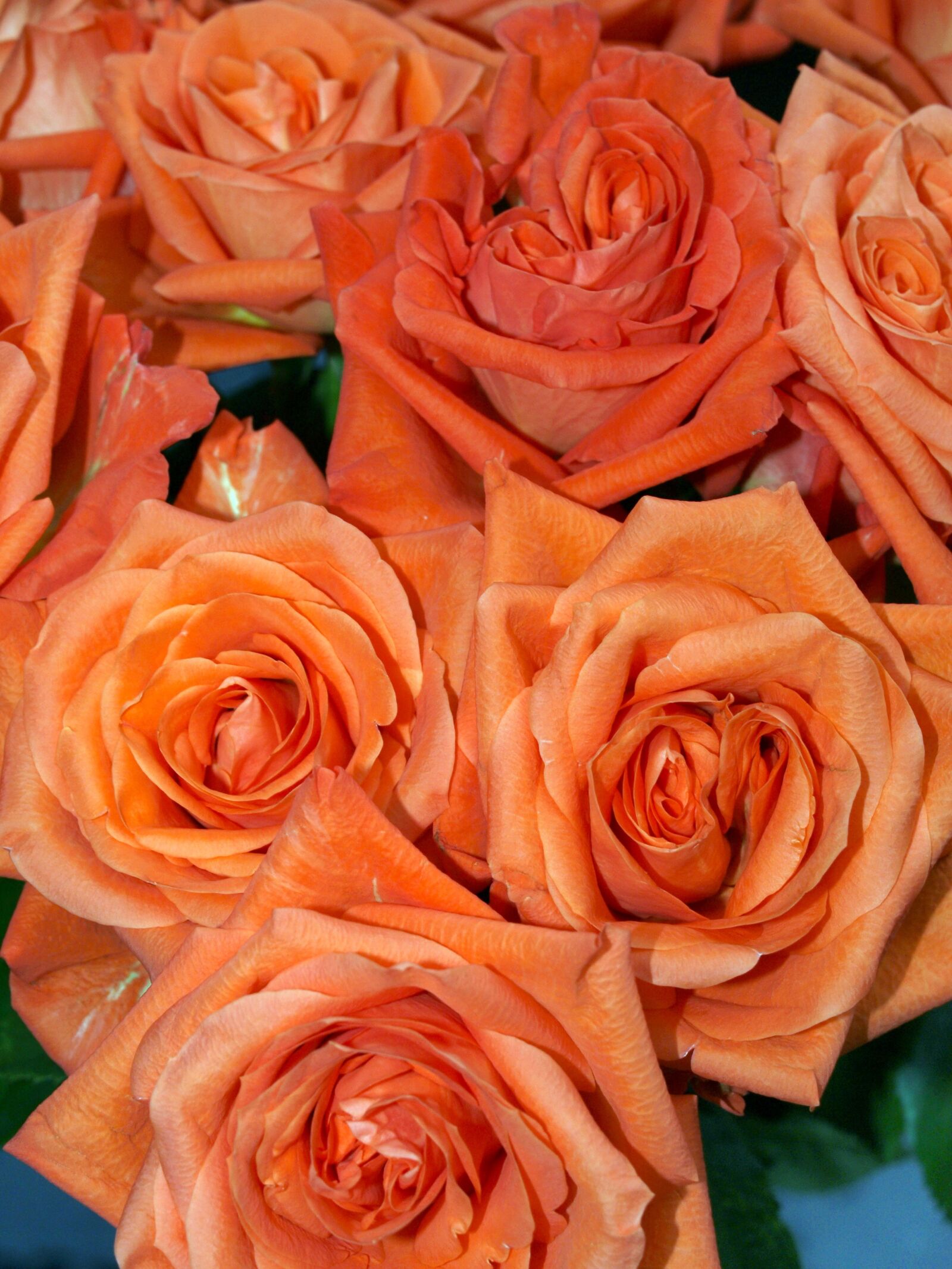 Olympus E-520 (EVOLT E-520) sample photo. Rose, flower, bouquet photography