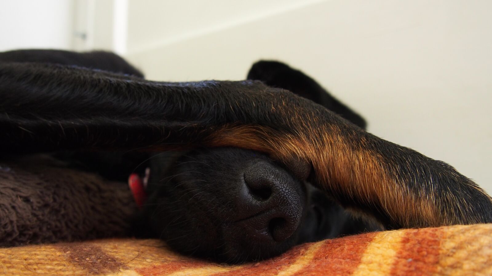 Olympus PEN E-PL5 sample photo. Dog, sleepy, sleep photography