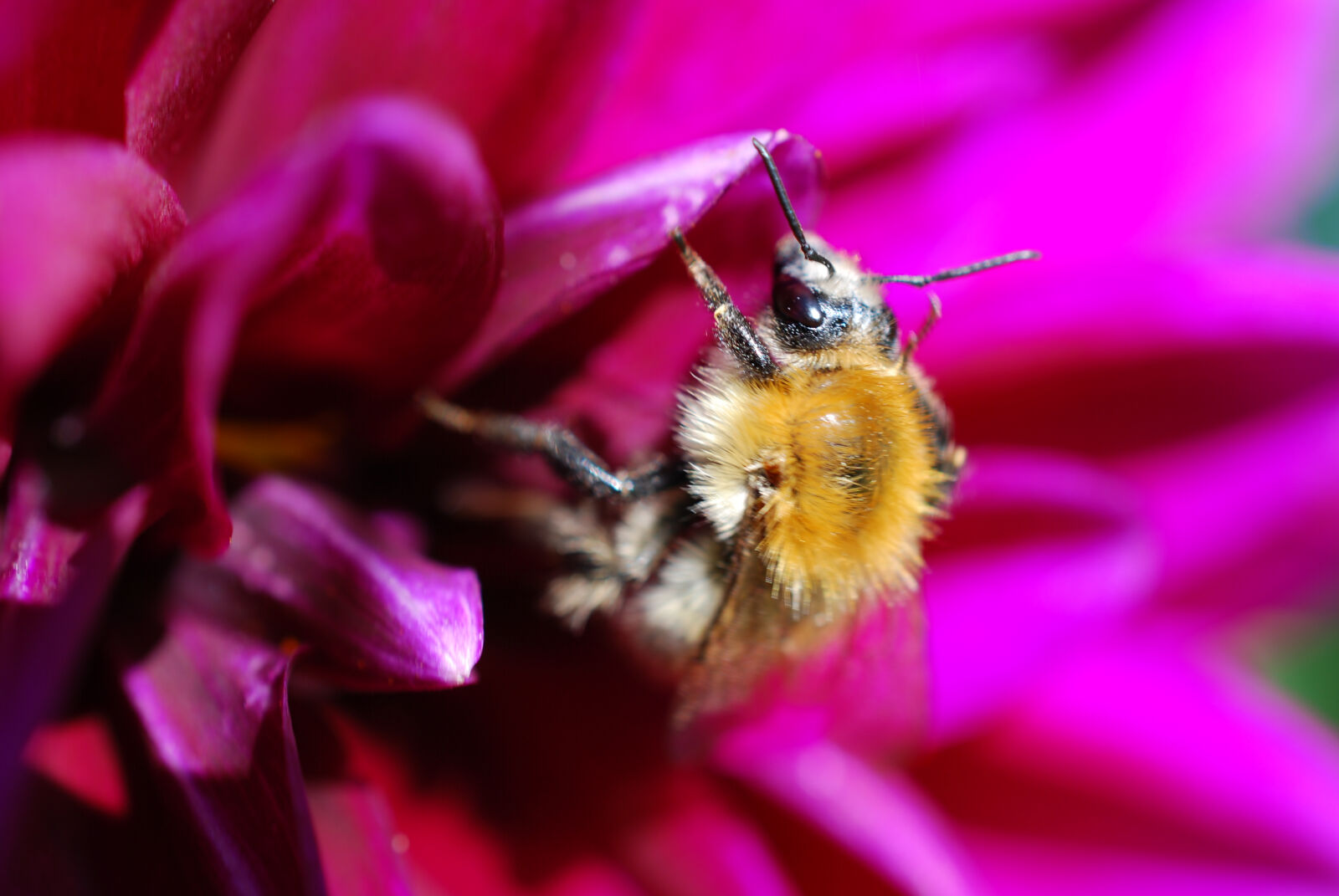 Nikon D40X sample photo. Bee, flower, macro, purple photography