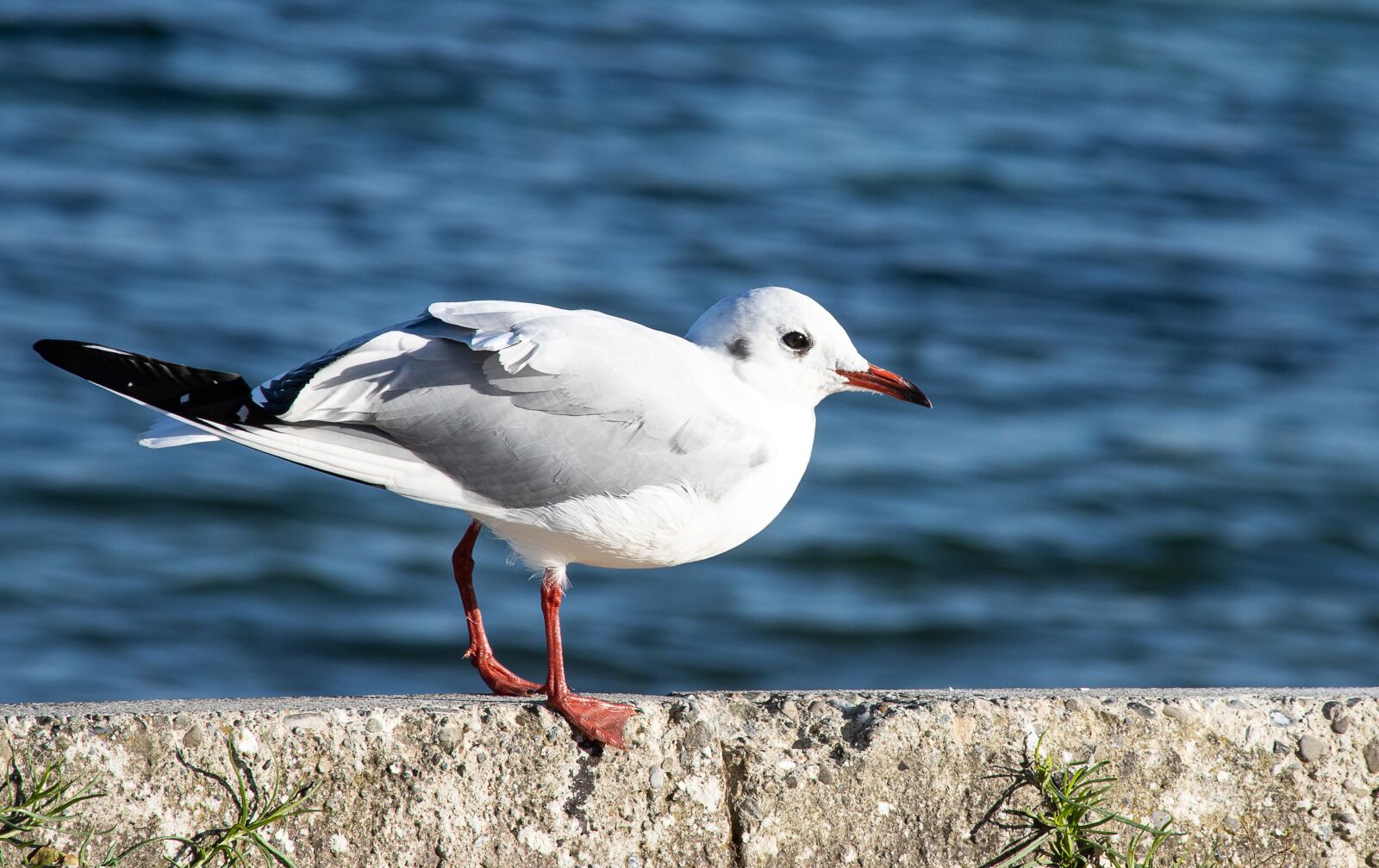 Canon EF 70-300mm F4-5.6 IS USM sample photo. Seagull, bird, animal photography