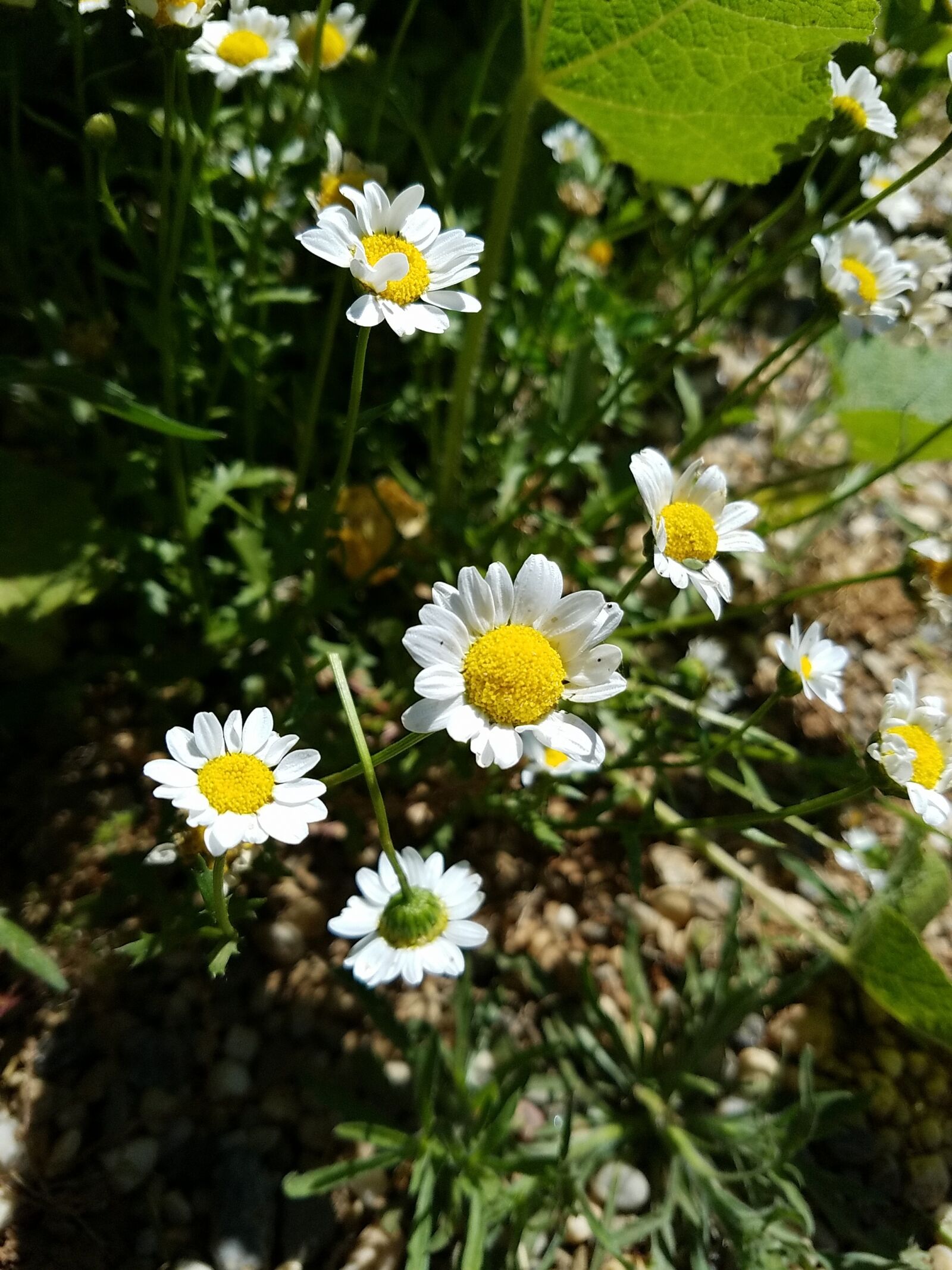 Samsung Galaxy S7 Edge sample photo. Daisies, flowers, yellow photography