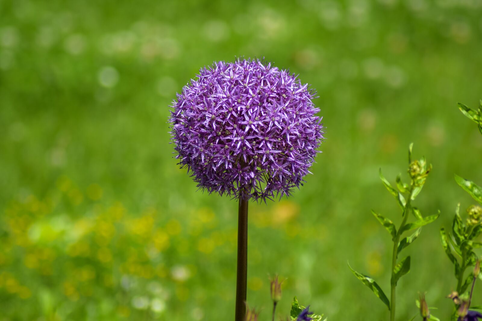 Nikon D5300 sample photo. Purple, pellet plant, green photography