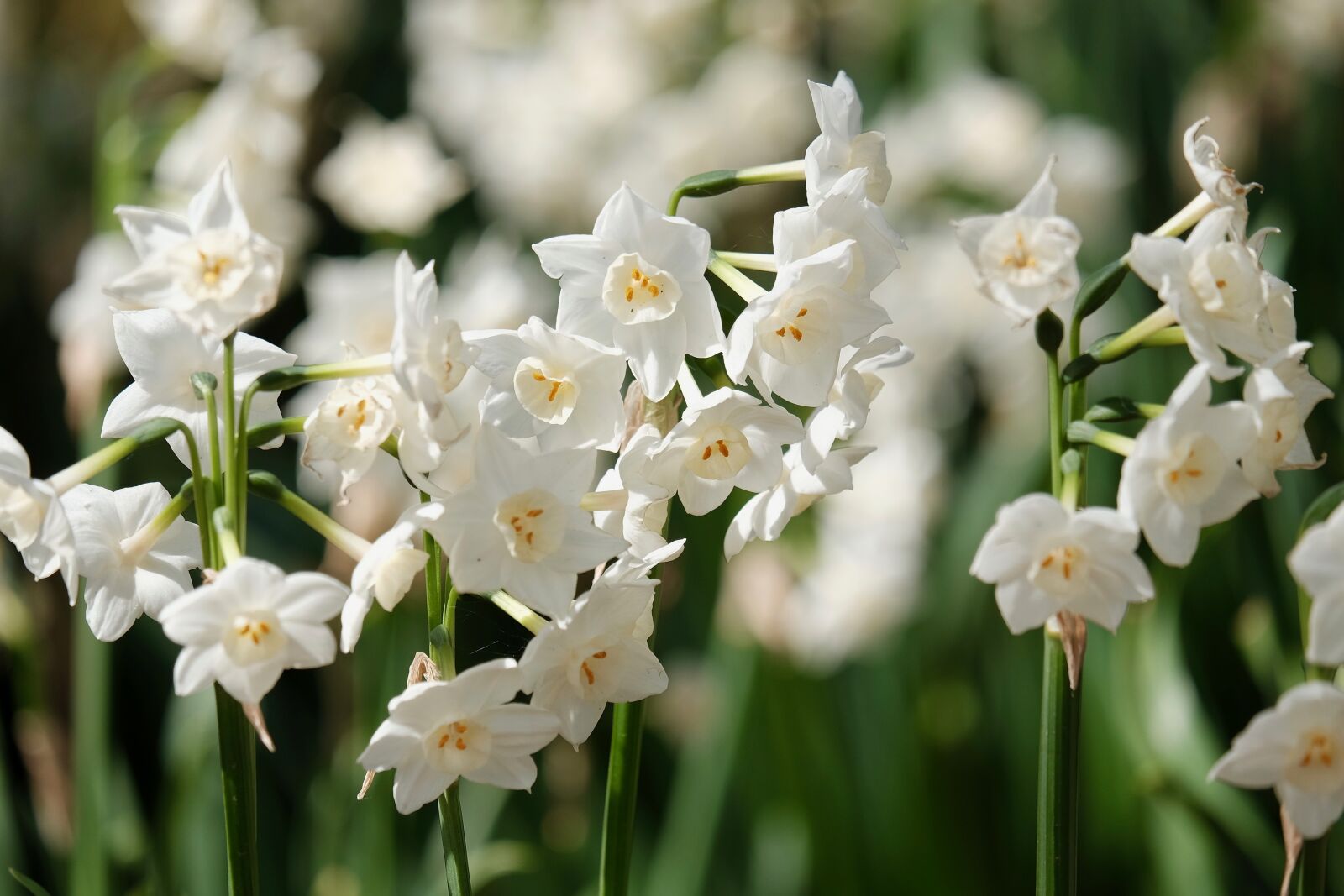 Fujifilm XF 55-200mm F3.5-4.8 R LM OIS sample photo. Flowers, narcissus, white photography