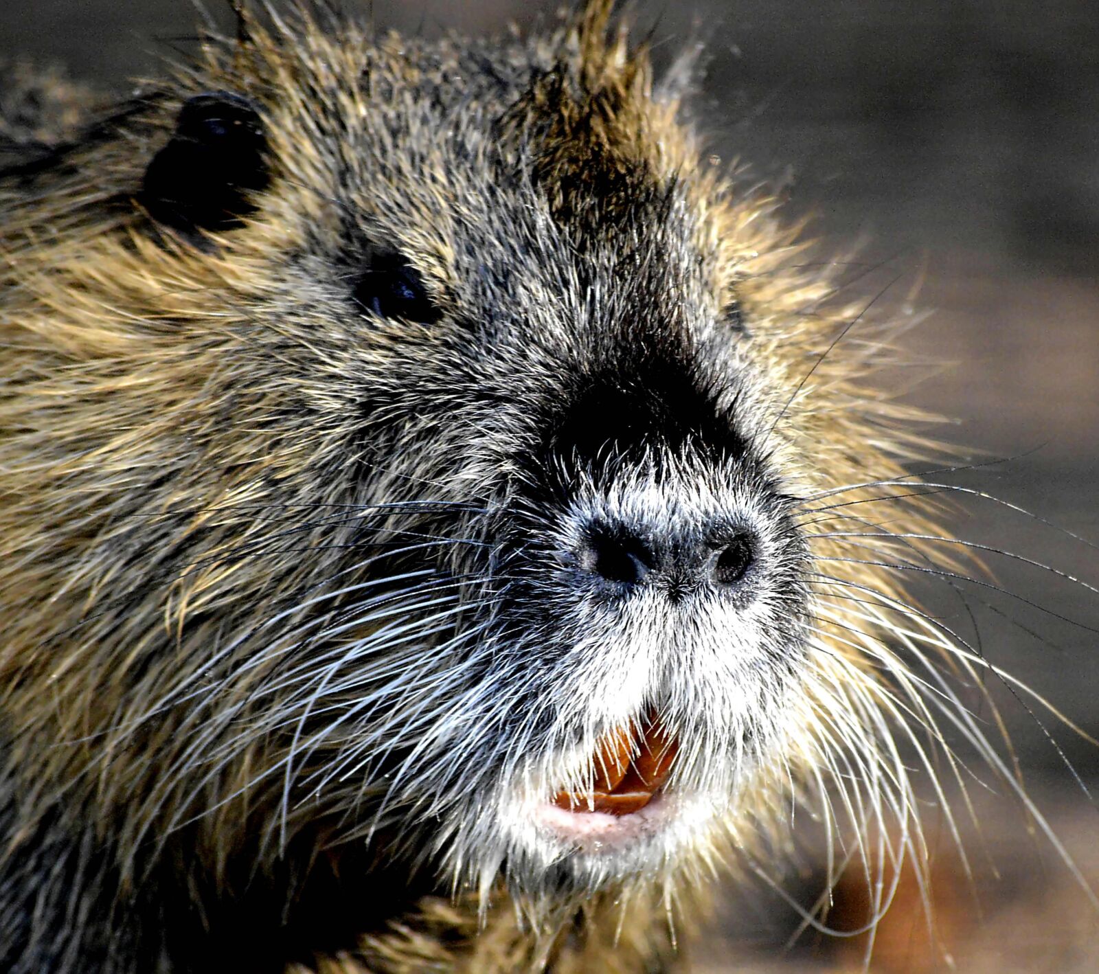 Nikon D3200 sample photo. My friend, wild nutria photography