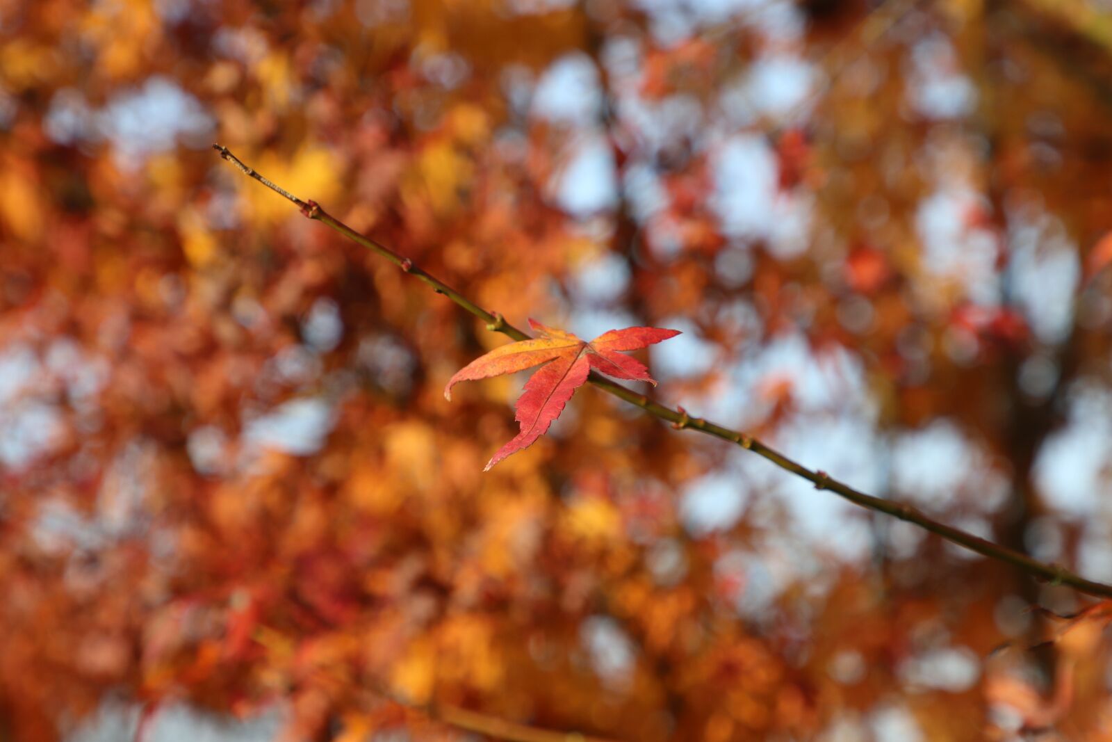 Canon EF 24-105mm F4L IS II USM sample photo. Taste of autumn, autumn photography