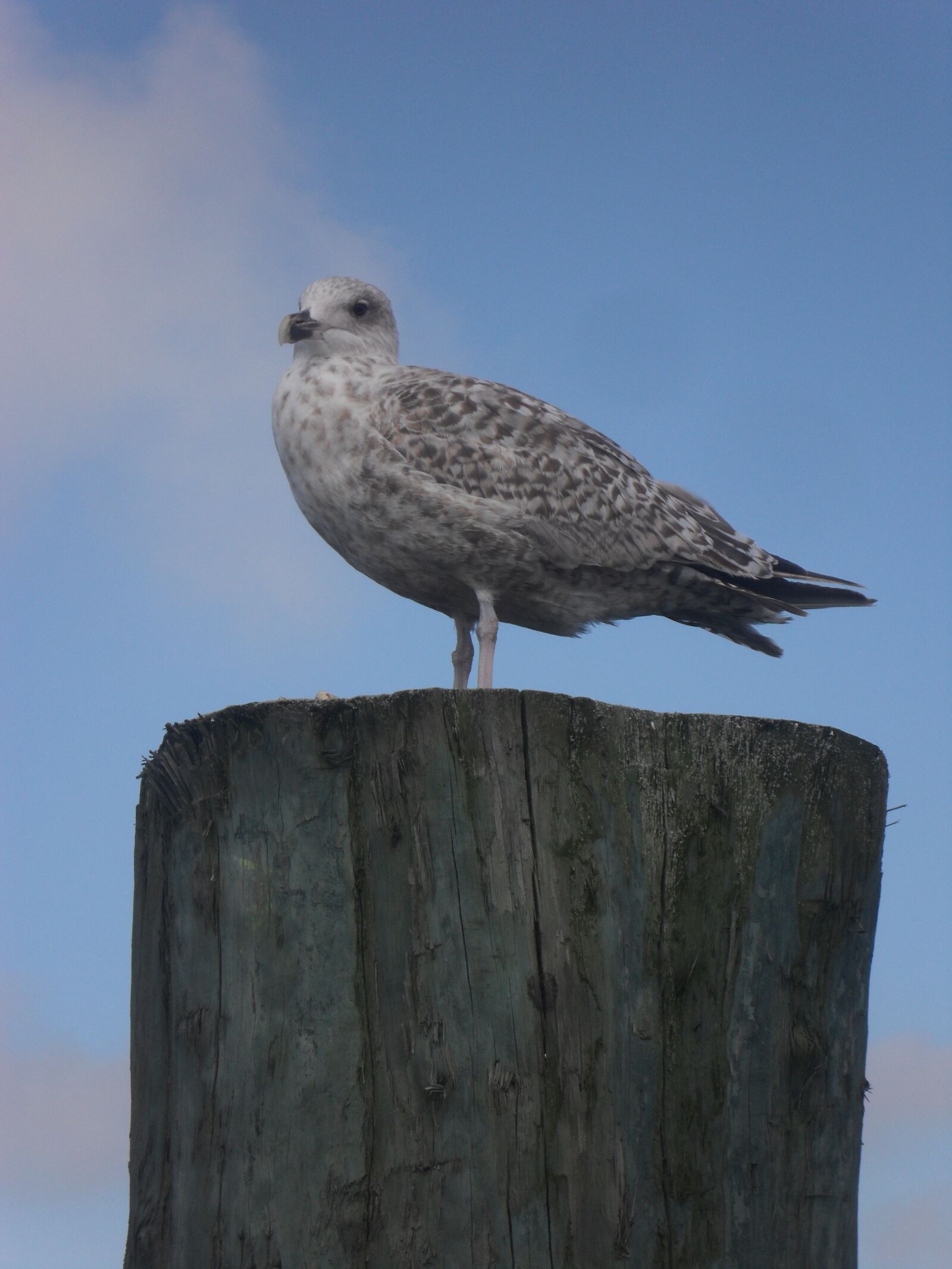 Samsung ES74,ES75,ES78 / VLUU ES75,ES78 sample photo. North sea, seagull, port photography