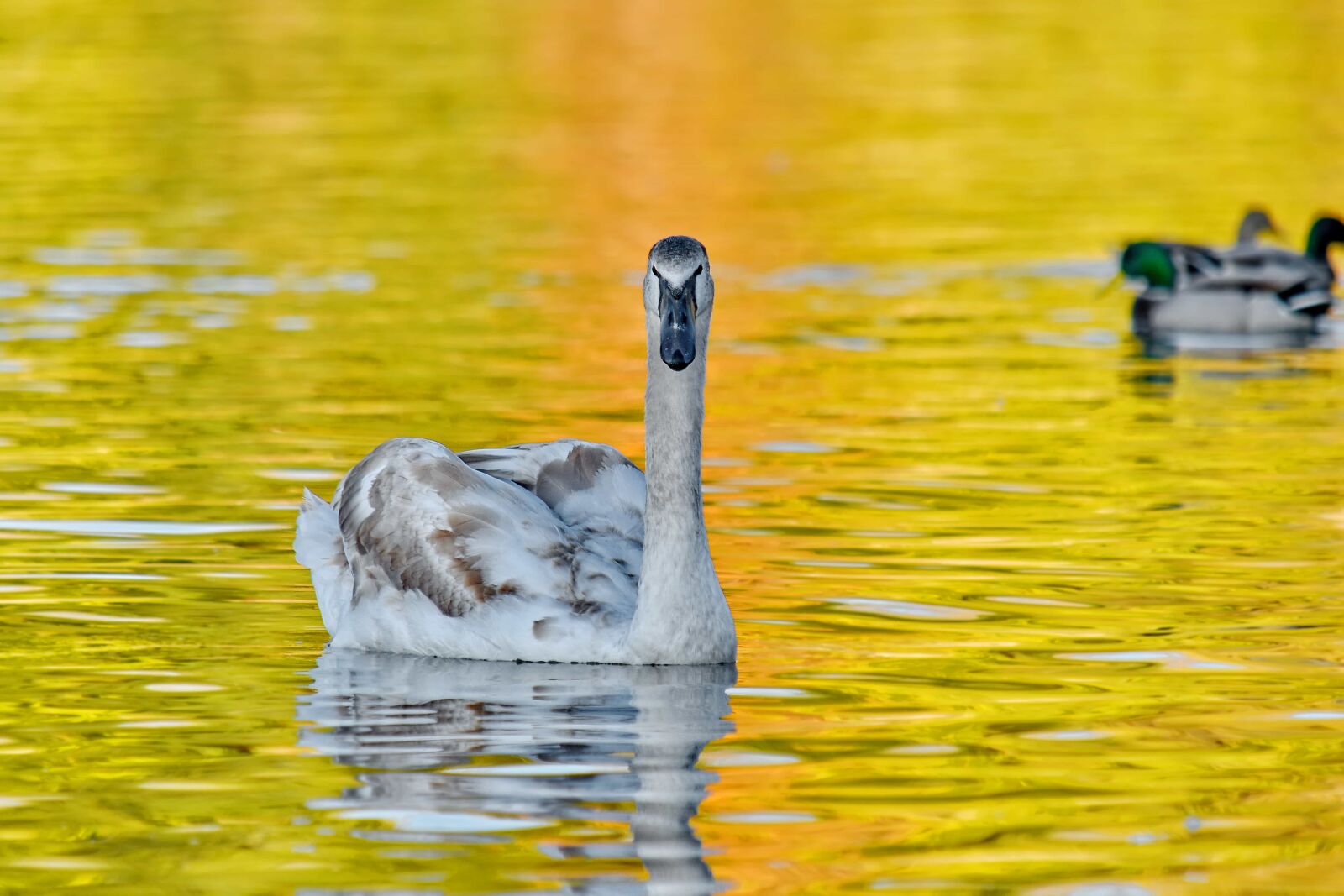 Nikon D5500 sample photo. Ducks, golden glow, natural photography