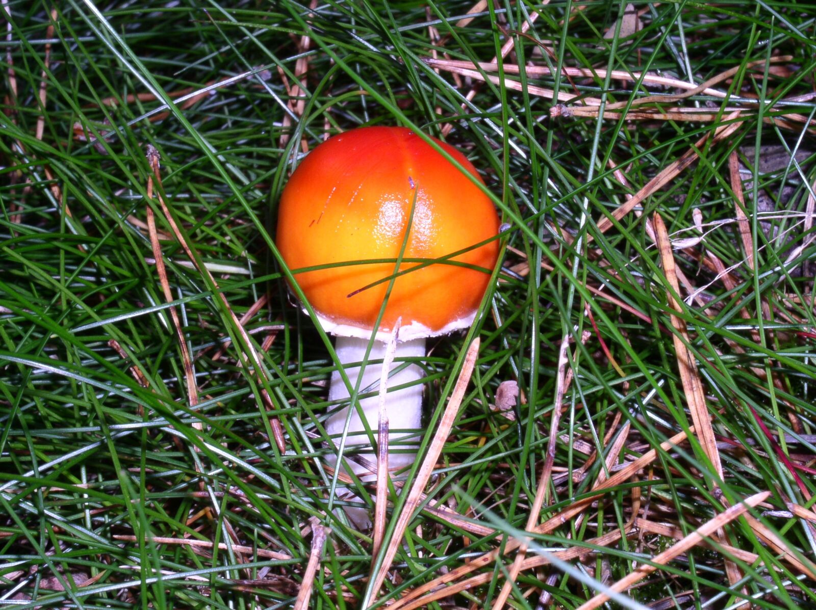 Olympus C4100Z,C4000Z sample photo. Mushroom, forest, nature photography