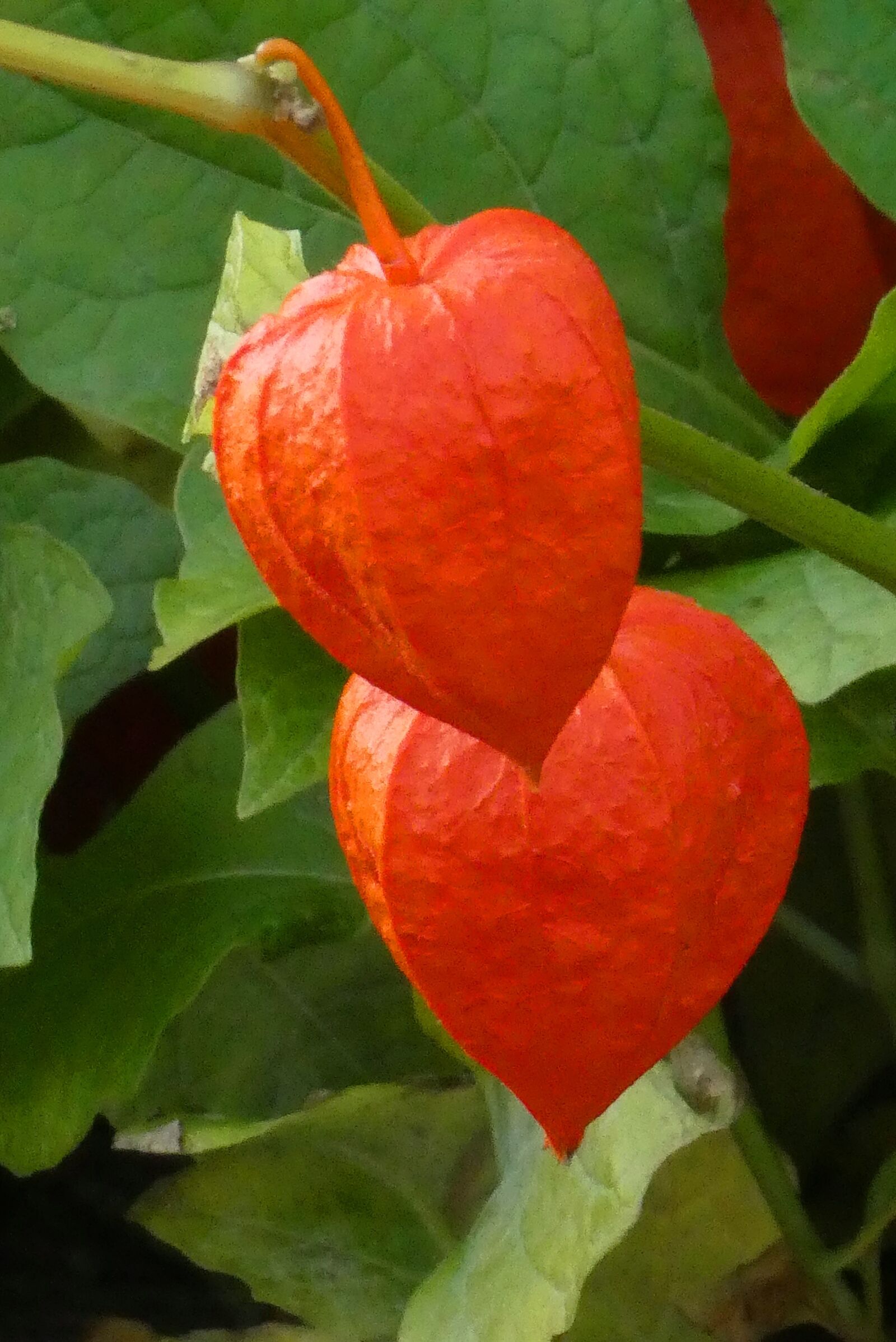 Panasonic Lumix DC-ZS70 (Lumix DC-TZ90) sample photo. Chinese lantern, physalis, chinese photography