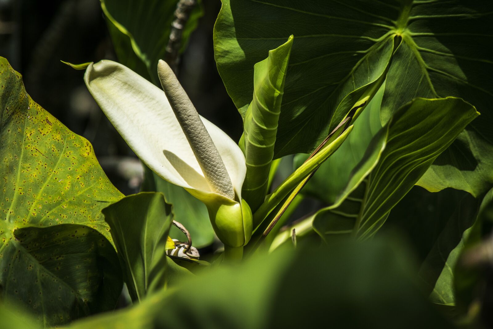 Nikon D5300 sample photo. Nature, flower, summer photography