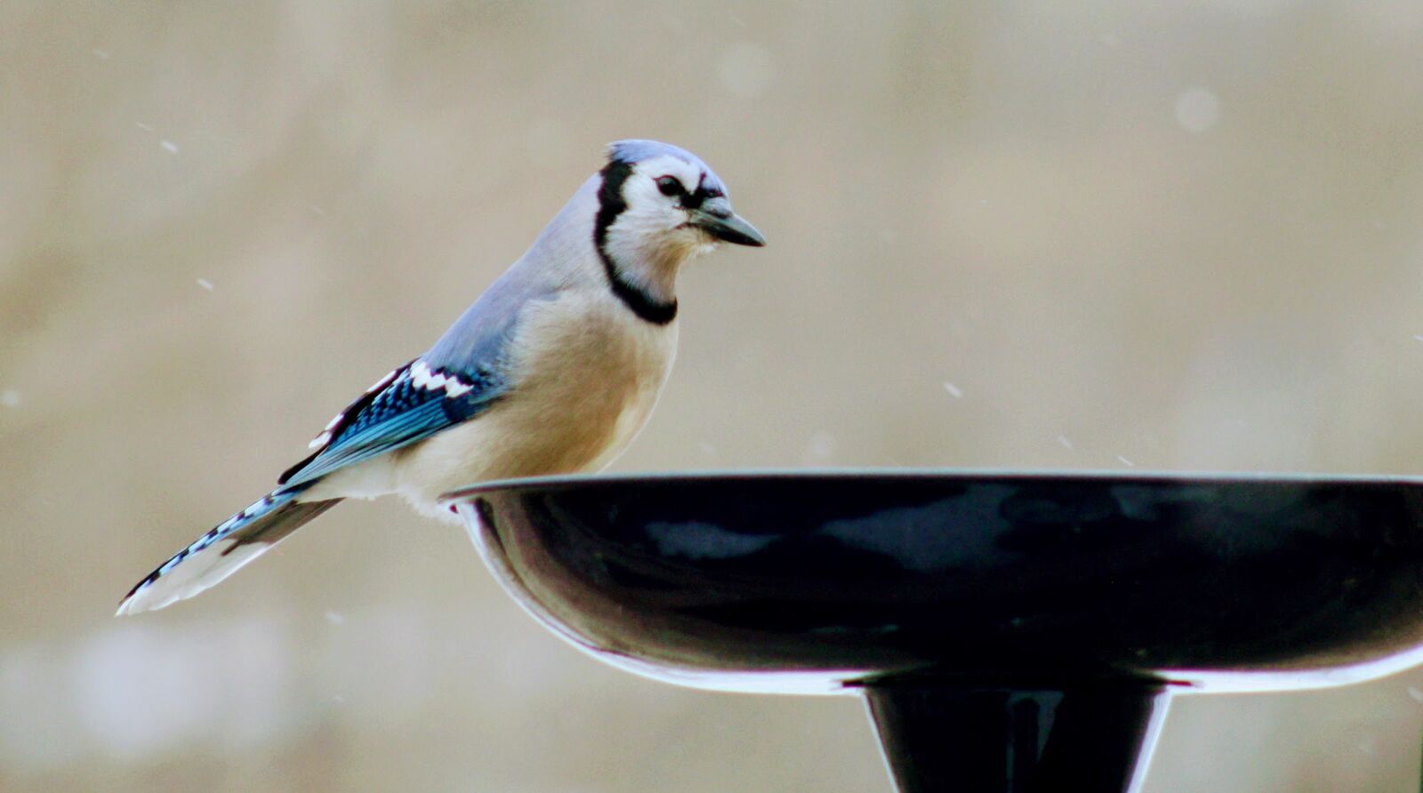 Canon EOS 1000D (EOS Digital Rebel XS / EOS Kiss F) sample photo. Bird, wildlife, nature photography