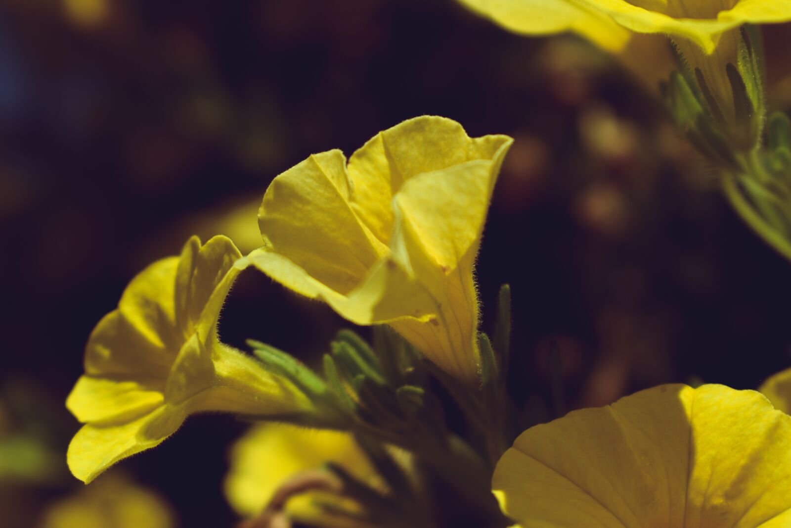 Nikon D5600 sample photo. Yellow flowers, bloom, blossom photography