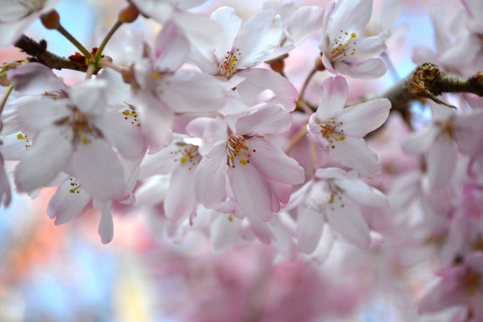 Nikon D3100 sample photo. Sakura, chery blossom, flowers photography