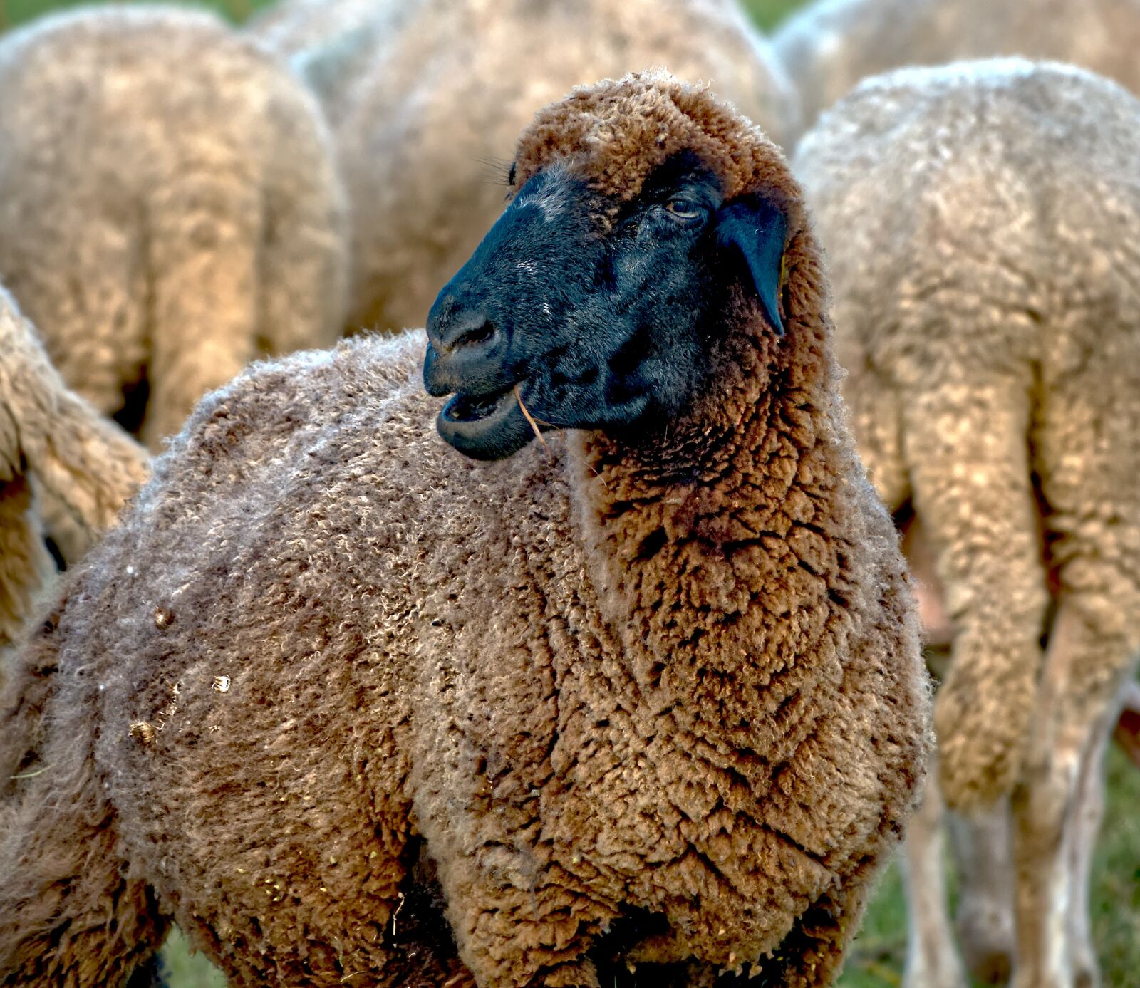 Sony Cyber-shot DSC-RX10 III sample photo. Sheep, black, animal photography