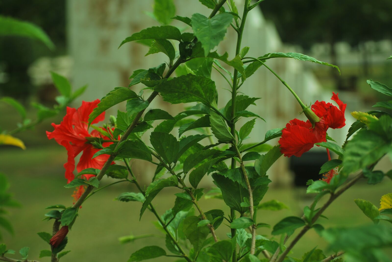 Nikon D60 sample photo. Green, red, garden photography