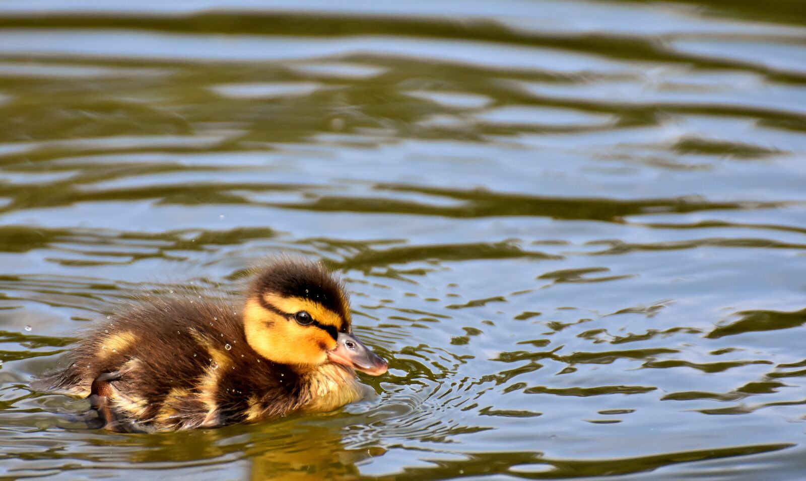 Nikon D7200 sample photo. Mallard, ducklings, duck photography