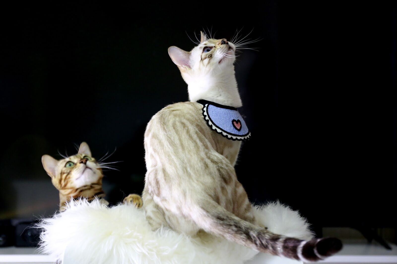 Canon EOS 5D Mark III sample photo. Cat, bengal cat, baby photography