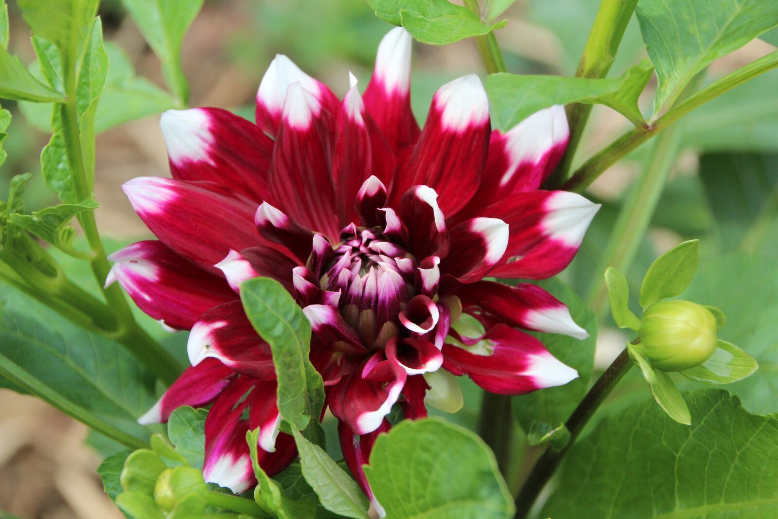 Canon EOS 600D (Rebel EOS T3i / EOS Kiss X5) sample photo. Dahlia, red dahlia white photography