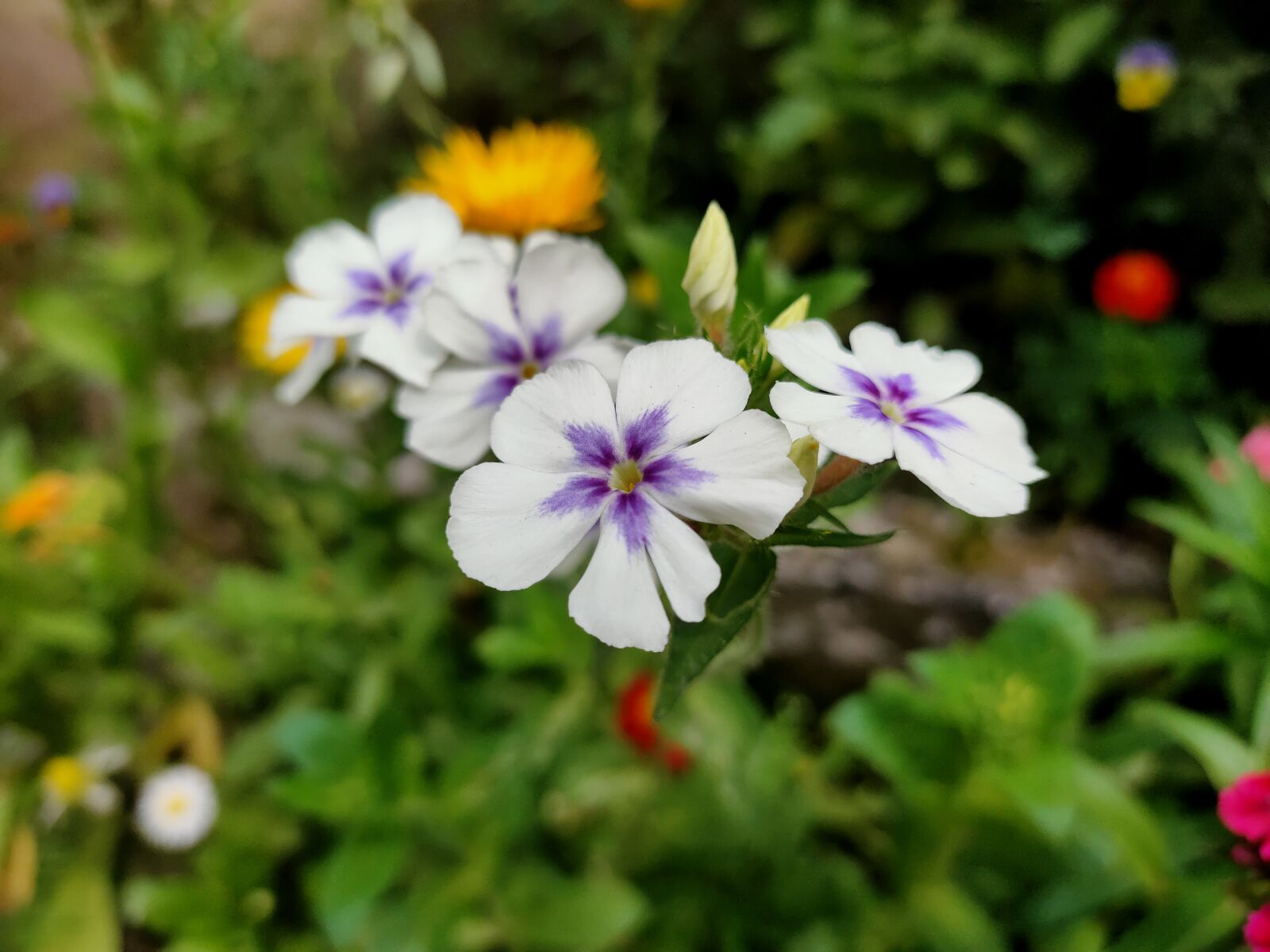 Realme 5 PRO sample photo. White flower, purple, garden photography