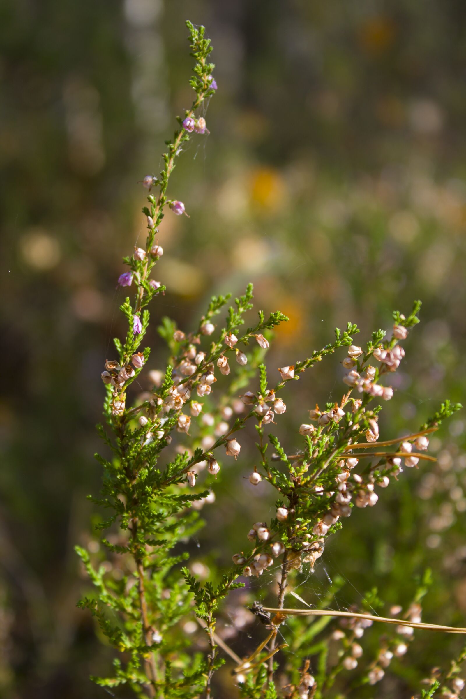 Canon EOS 1100D (EOS Rebel T3 / EOS Kiss X50) sample photo. Heather, grass, landscape photography