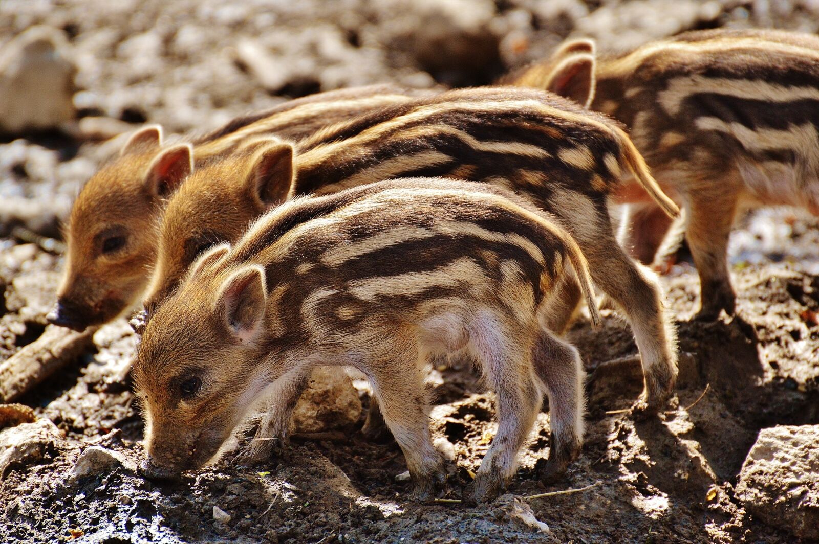Nikon D3200 sample photo. Wild pigs, little pig photography