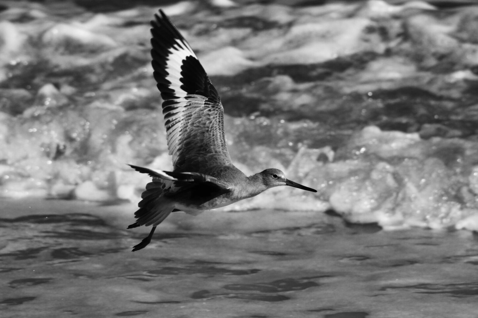 Canon EF 75-300mm f/4-5.6 sample photo. Sea bird, ocean, bird photography