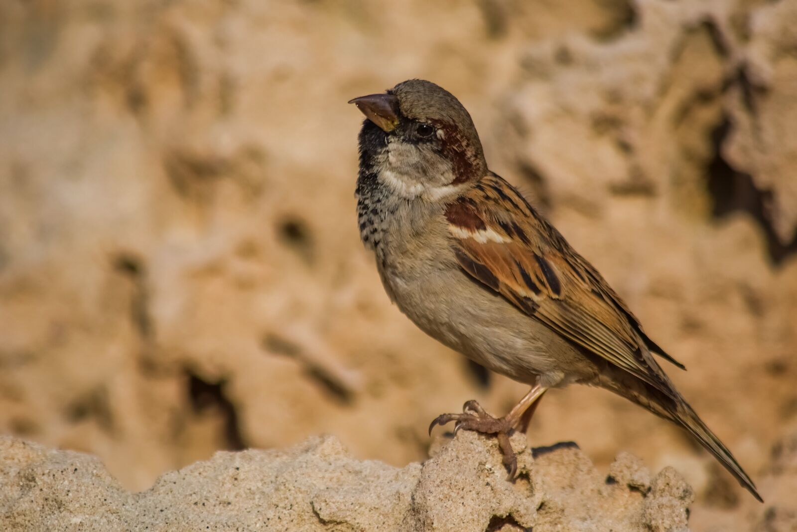 Nikon D3300 sample photo. Sparrow, nature, bird photography