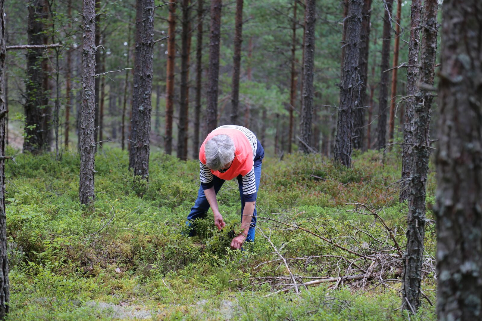 Canon EOS 6D + Canon EF 24-105mm F4L IS USM sample photo. Forest, blueberries, nature photography