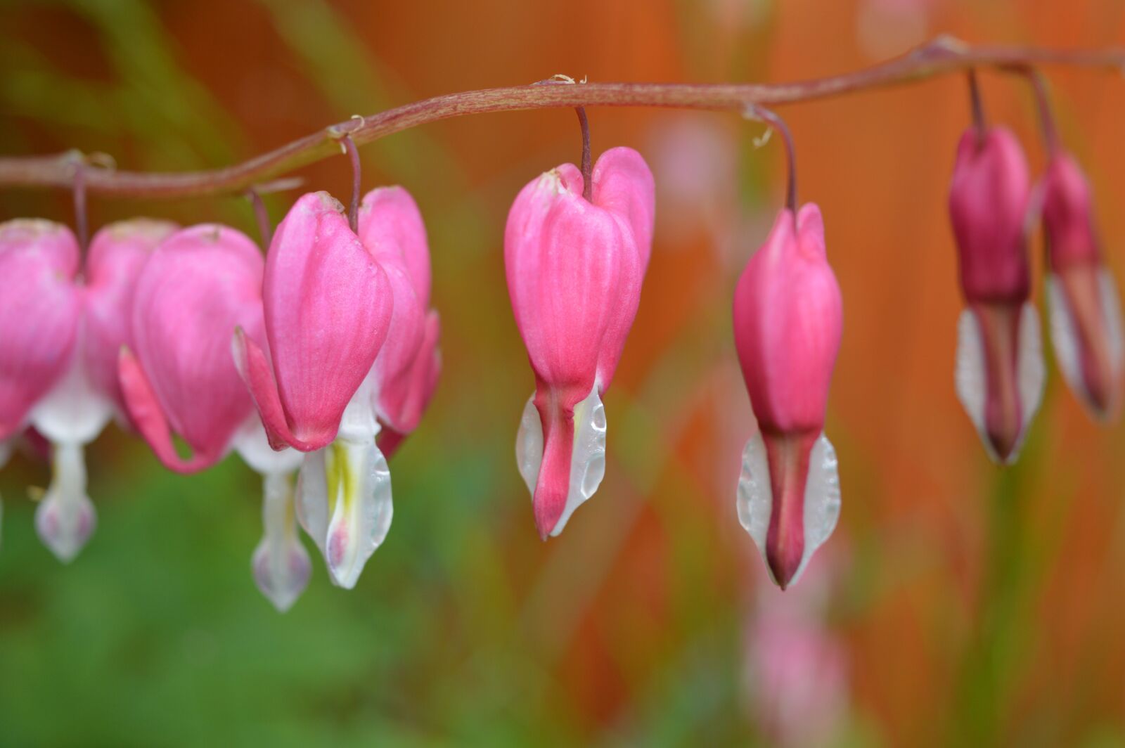 Nikon D3200 sample photo. Flowers, pink, leaves photography