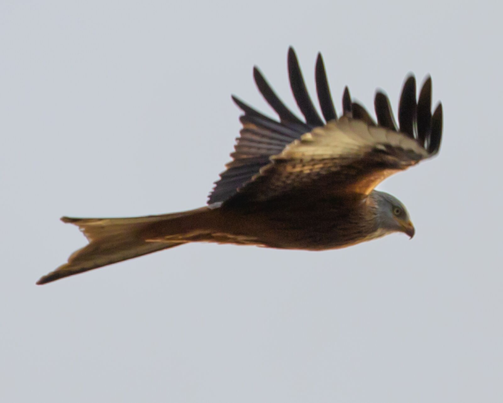 Canon EOS 7D Mark II sample photo. Red kite, flying, soaring photography
