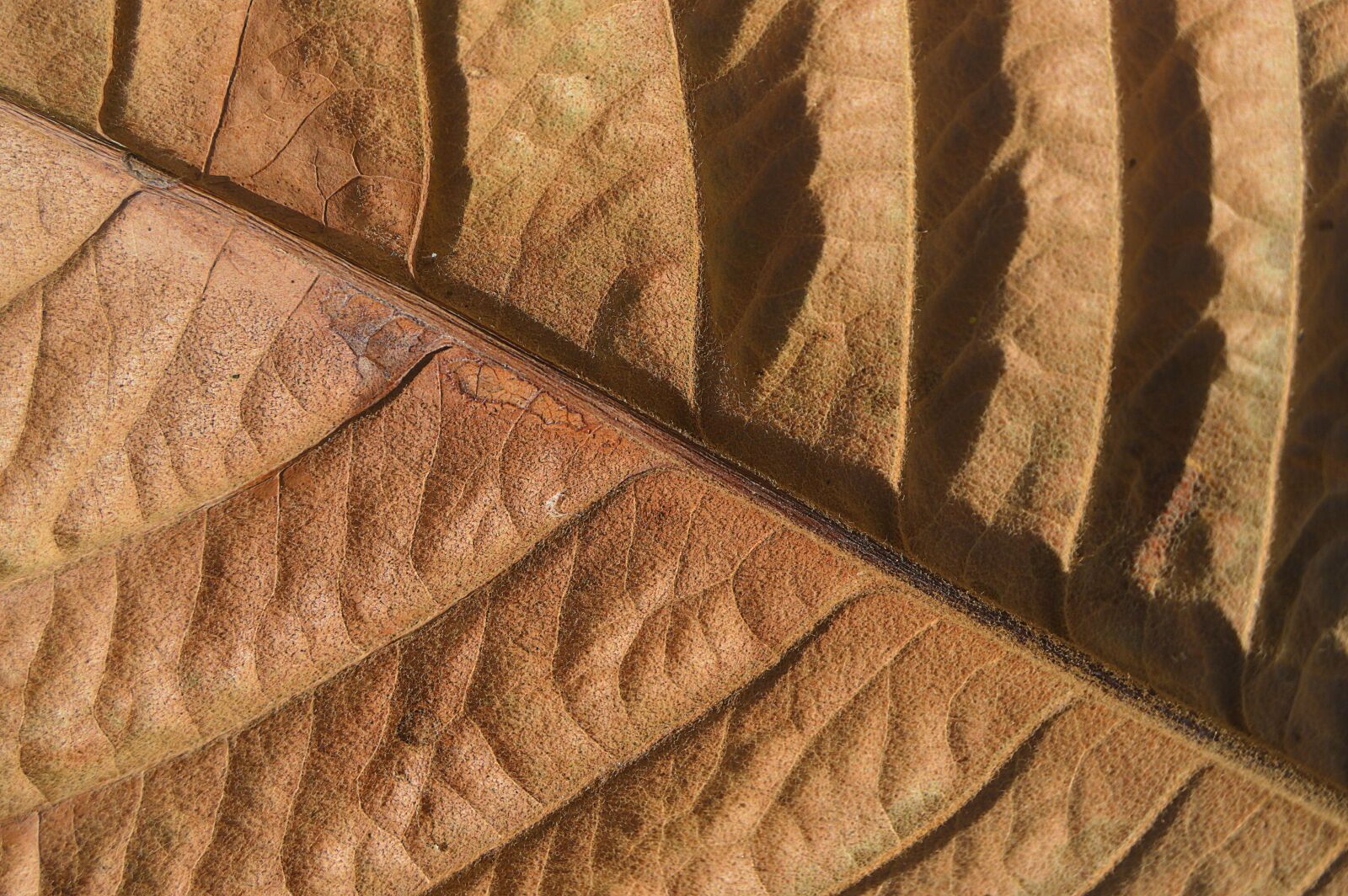 Nikon D3200 sample photo. Dry leaf, leaf, autumn photography