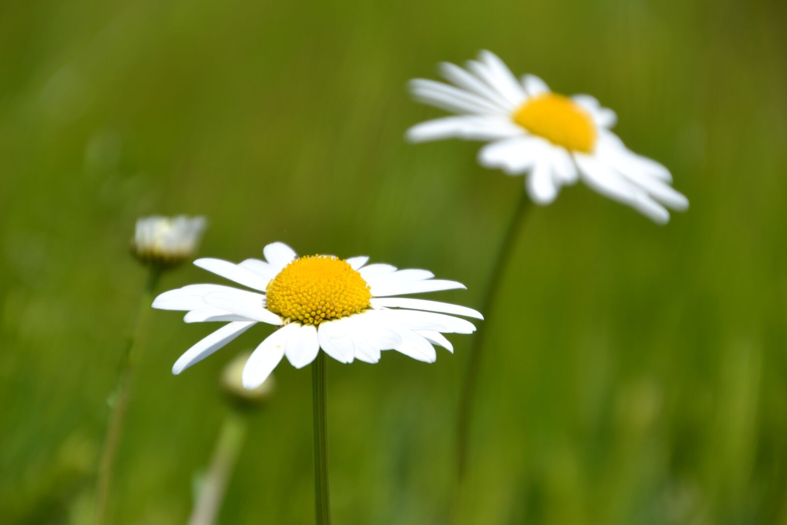 Nikon D3100 sample photo. Flower, marguerite, blossom photography