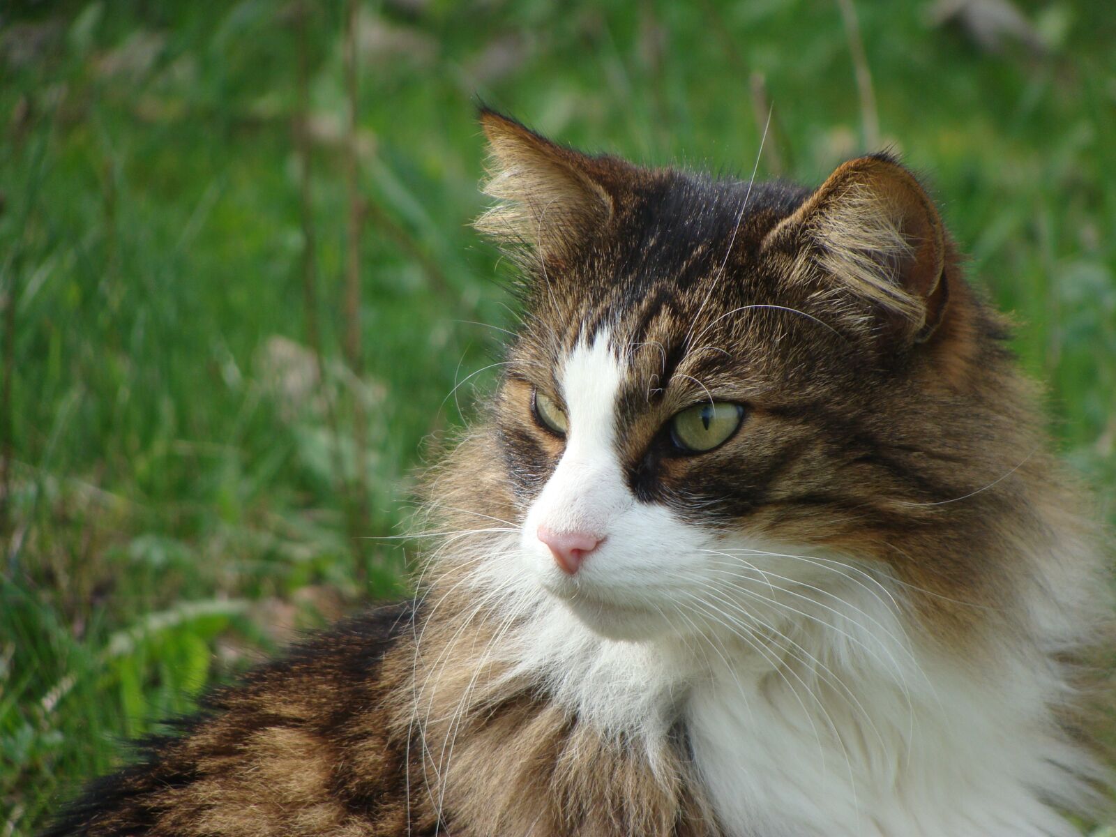 Sony Cyber-shot DSC-H10 sample photo. Cat, portrait, animal photography