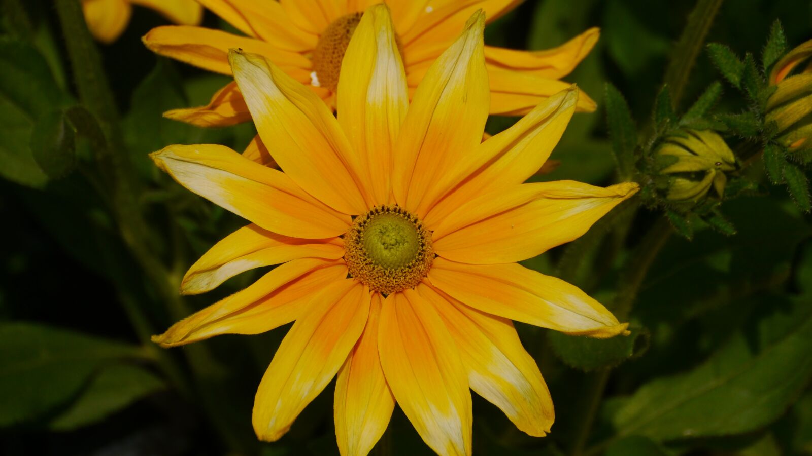 Panasonic Lumix DMC-G5 sample photo. Flower, yellow flower, summer photography