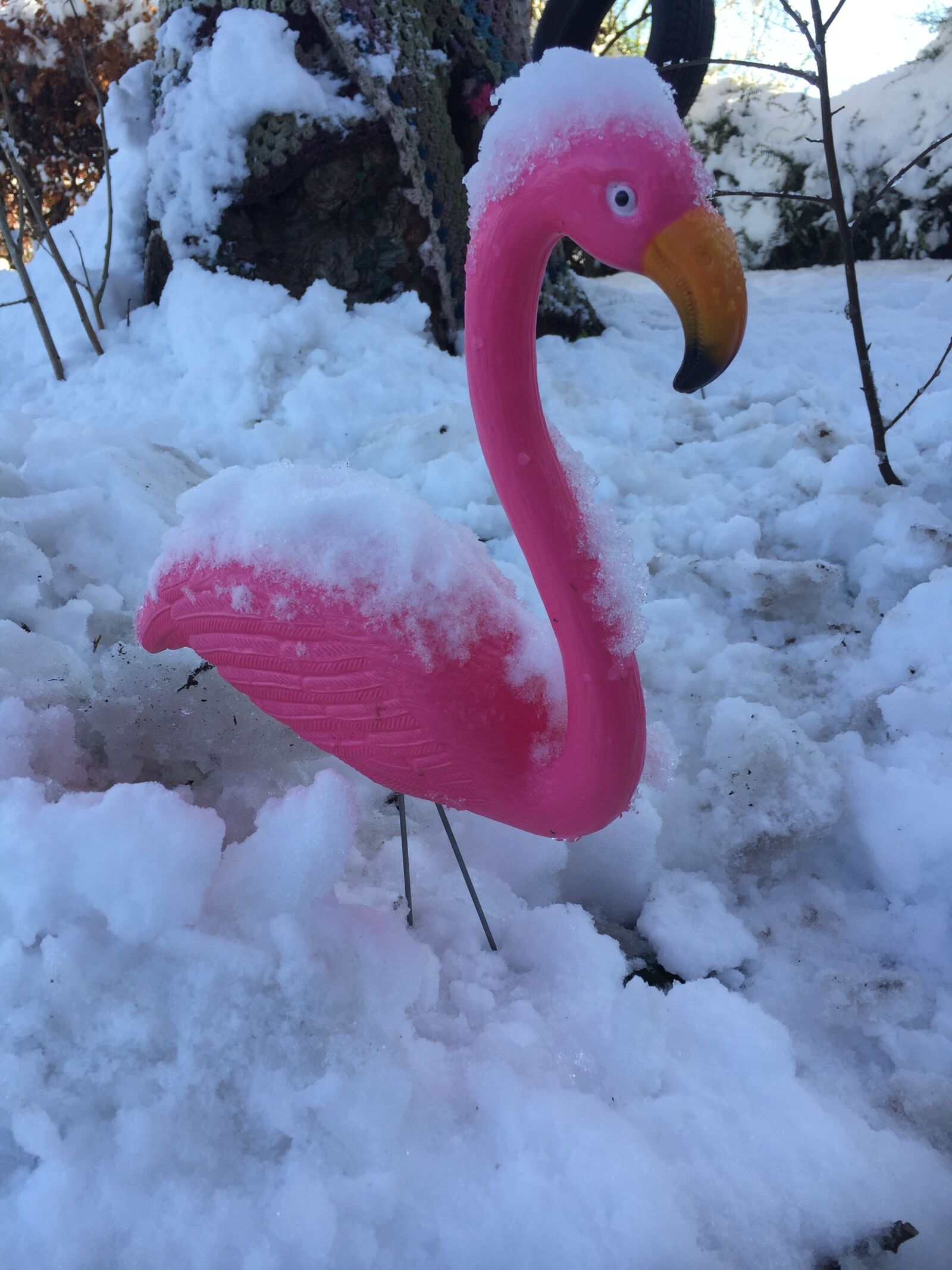 Apple iPhone 6 sample photo. Flamingo, winter, snow photography