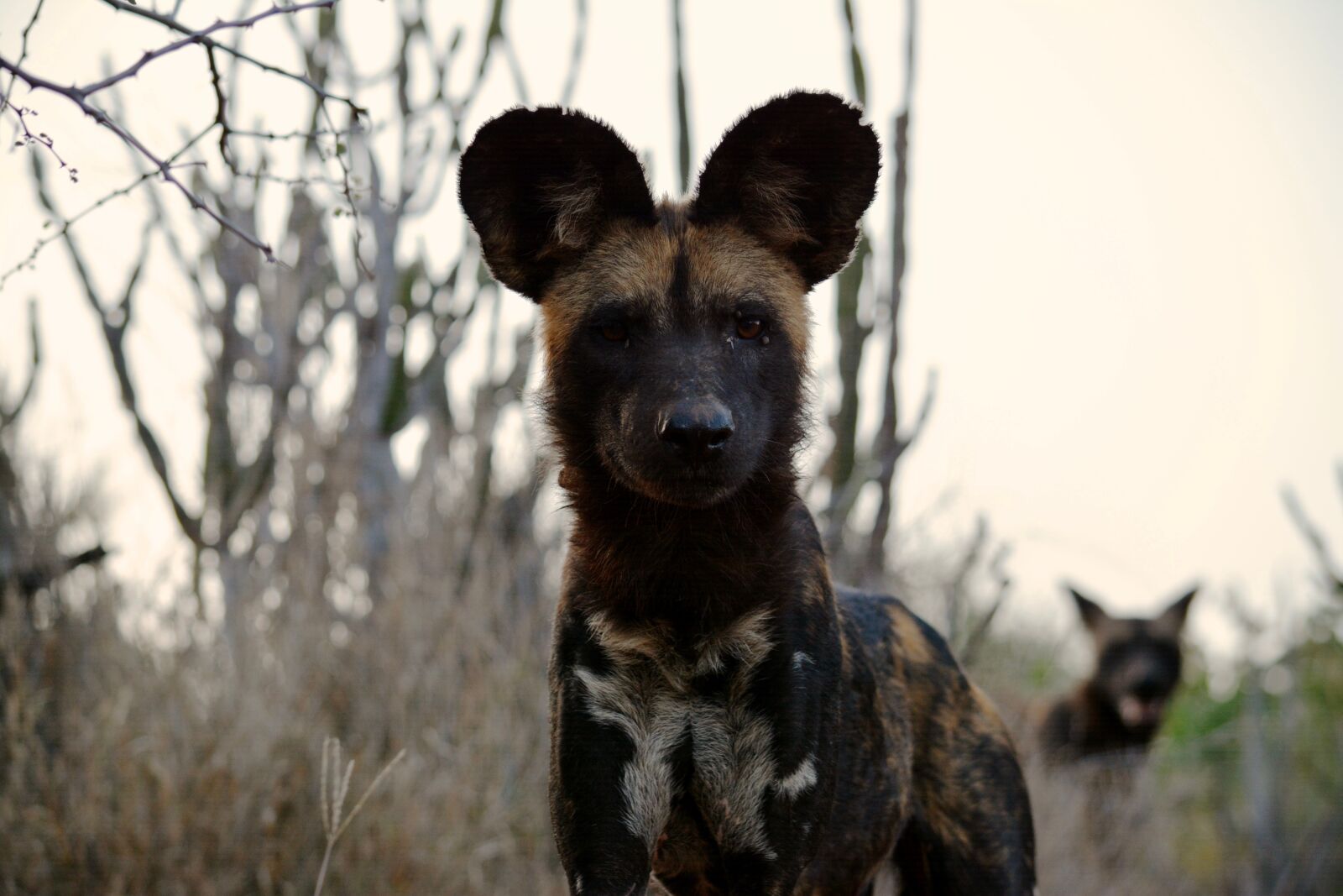Nikon D7100 sample photo. Africa, african, wild, dog photography